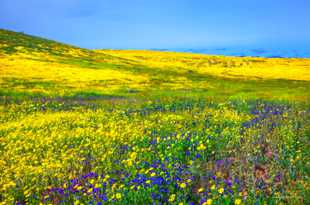 Hills of wildflowers-0630